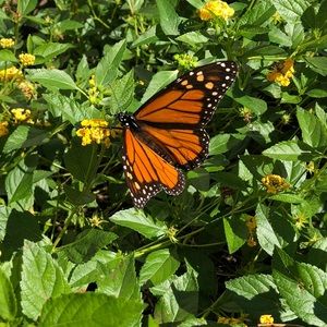 Meet your Posher, Georgia